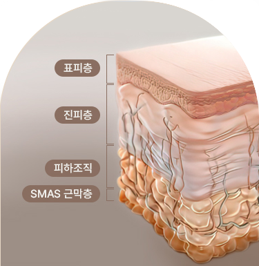 피부 두께와 탄력, 노화