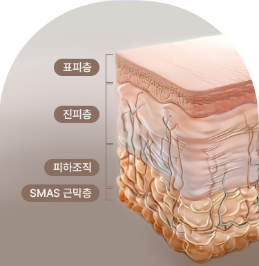 피부 두께와 탄력